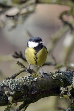 Kohlmeise (Parus major) - Great tit