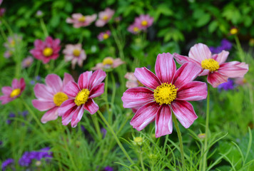 Fototapeta premium Cosmos flowers