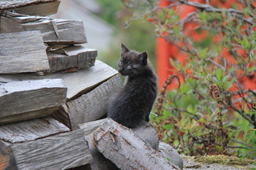 Portrait of black kitten in the garden.