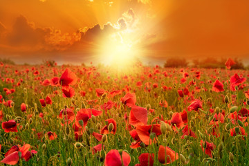 Fototapeta na wymiar Beautiful wallpaper with poppies on a land illuminated by sunset light in summer season