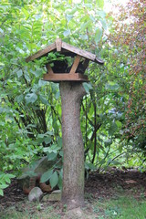 Alternative use of feeder for birds. Kitten sleeping in the feeder. Czech Republic