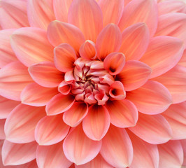 Macro image of a dahlia flower