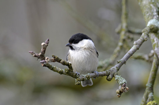 Weidenmeise (Poecile montanus) - Willow tit