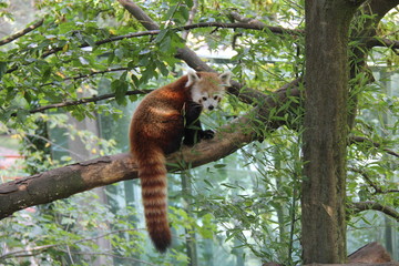 Red Panda sitting on the branch.