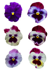 Collection of pansy heads isolated on white background