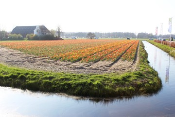 Diagonal rows of colorful tulips in red and pink in a landscape with a flower field in the background near Amsterdam in the Netherlands in spring.