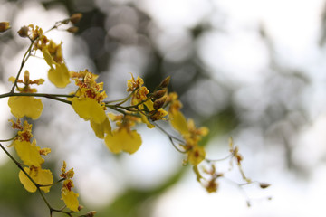 Orchid yellow background bokeh nature