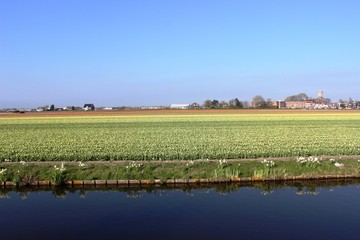 Diagonal rows of colorful tulips in red and pink in a landscape with a flower field in the background near Amsterdam in the Netherlands in spring.