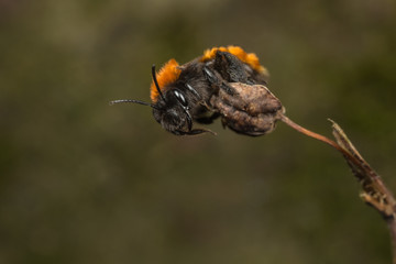 Female Tawny Mining-bee
