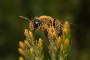 Male Andrena mining-bee on flower