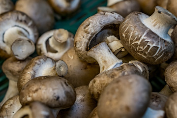 Closeup of crates of fresh, ecologically produced mushrooms. Captured in the market for fruits and vegetables. Concept health and agriculture.