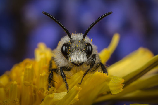 Male Ashy Mining-bee on a Dandelion