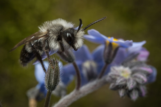 Male Ashy Mining-bee