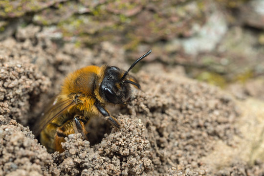 A female Andrena mining-bee at her nest burrow
