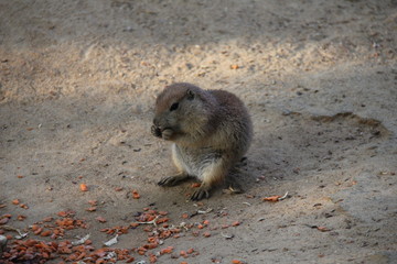 Eating Black-tailed Prairie Dog.