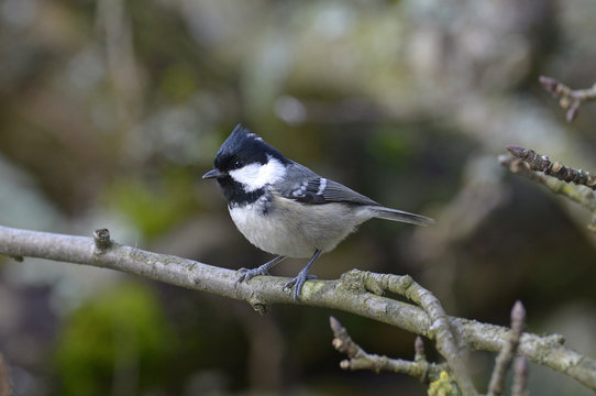 Tannenmeise (Periparus ater) - Coal tit