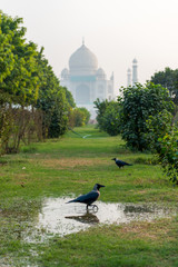 crow in front of Taj Mahal seen from Mehtab Bagh Garden, Agra, Uttar Pradesh