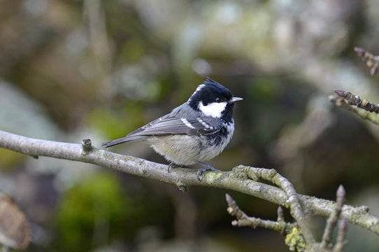 Tannenmeise (Periparus ater) - Coal tit
