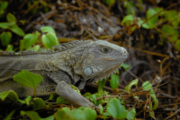 Tropical wild Iguana