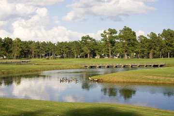Fototapeta na wymiar Beautiful summer morning landscape with southern golf course. Scenic view with cloudy blue sky over the pond between green grass lawn and Canadian geese. South Carolina, Myrtle Beach area.