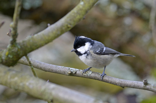Tannenmeise (Periparus ater) - Coal tit