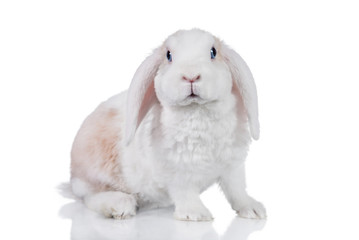 Mini lop eared rex rabbit isolated on white