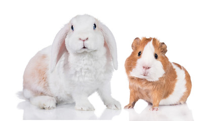 Mini lop eared rabbit with a guinea pig isolated on white