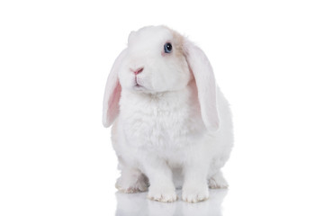 Mini lop eared rex rabbit isolated on white
