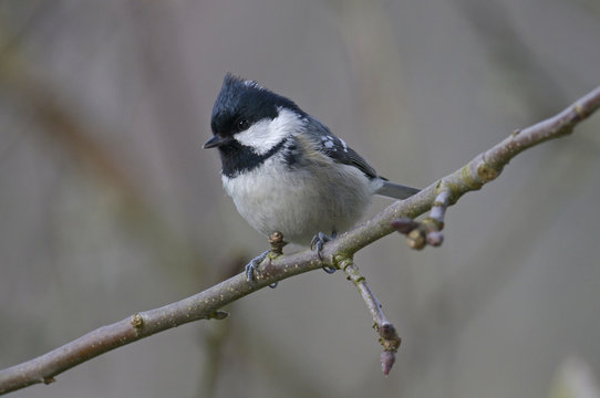 Tannenmeise (Periparus ater) - Coal tit