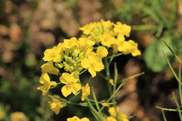 Obraz premium Yellow flower Rape blossoms