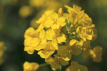 Yellow flower Rape blossoms