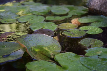 Wassertropefen