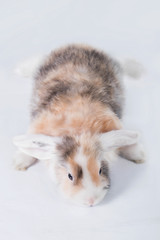 Funny mini lop eared satin rabbit lying isolated on white