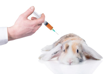 Little scared rabbit and injection, isolated on white