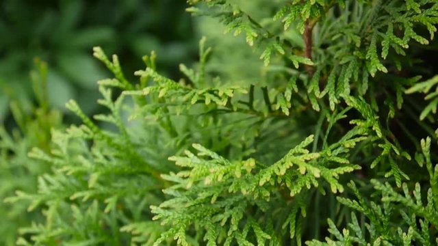 White cedar Thuja occidentalis branches. HD video footage shooting static camera.