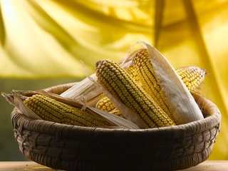 corn on the cob into rustic basket © gupi