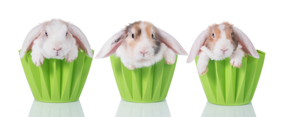Three little funny lop eared rabbits sitting in a flower pots isolated on white