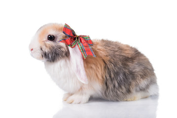 Funny lop eared rabbit with a bow on its ear, isolated on white
