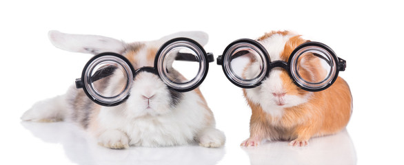 Funny rabbit with guinea pig in funny glasses isolated on white