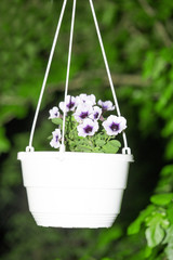 Hanging pot with petunias