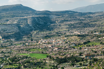 Fototapeta premium village in the mountain with blooming almonds and cherry trees