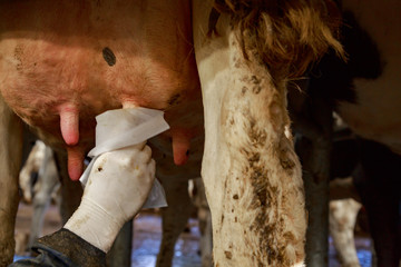 Disinfection of cow's udders before milking