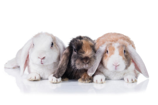 Three lop eared rabbits isolated on white
