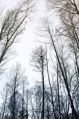 Naked branches of trees. Bottom view. Winter landscape in the wood