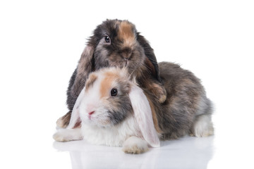 Two little adorable rabbits isolated on white