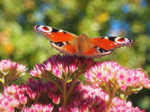 Ein Schmetterling weitblickend;....