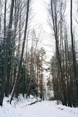 Fototapeta premium Winter landscape in the wood