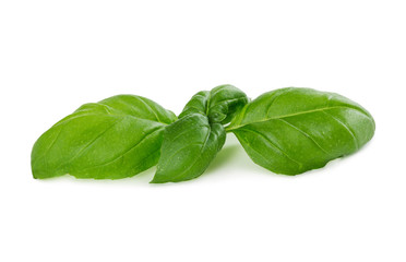 Fresh green basil