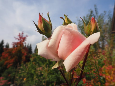 wei&szlig;e Rose im Herbst....