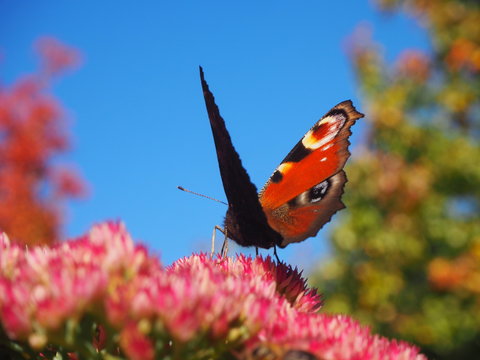 Schmetterling unter blauem Himmel.....